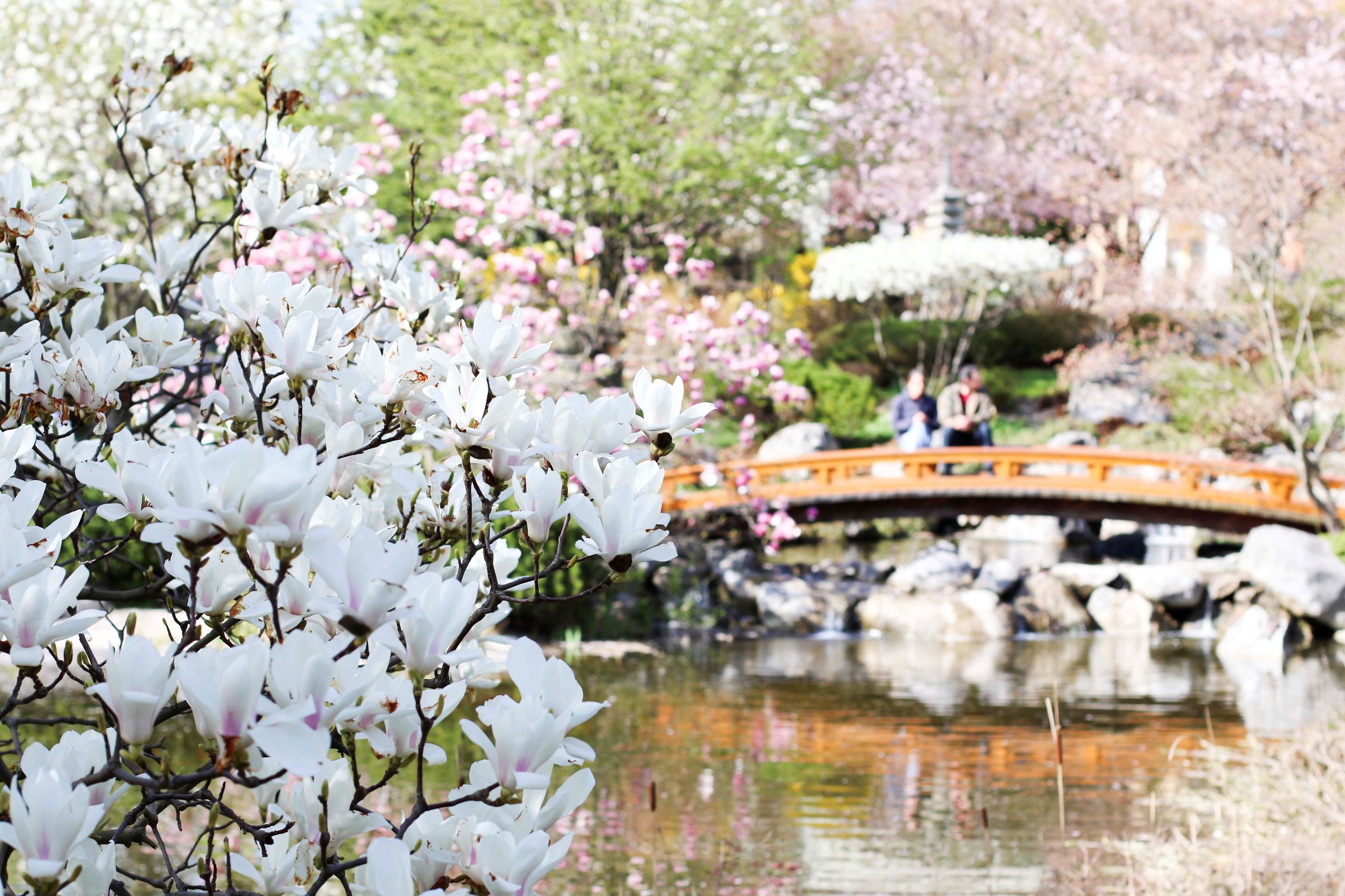Setagaya Japanese Garden In Vienna Vienna Insider
